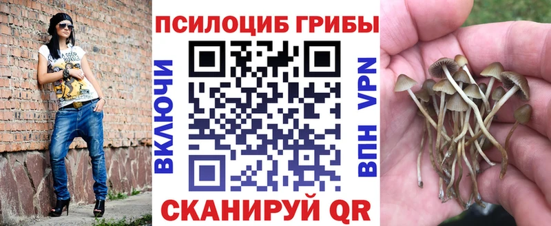 купить наркотики цена  Звенигород  Псилоцибиновые грибы мицелий 